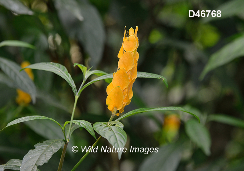 Pachystachys lutea Lollipop Plant Golden shrimp plant